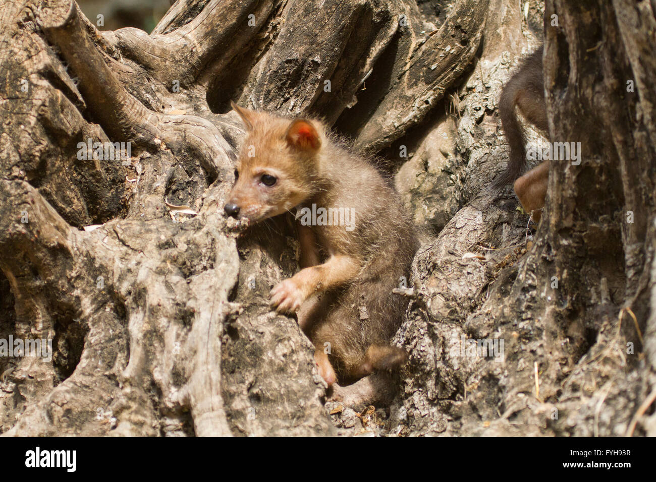 I cuccioli di Golden Jackal (Canis aureus), chiamato anche asiatico orientale o Jackal comune in una tana in un albero di olivo, fotografia Foto Stock