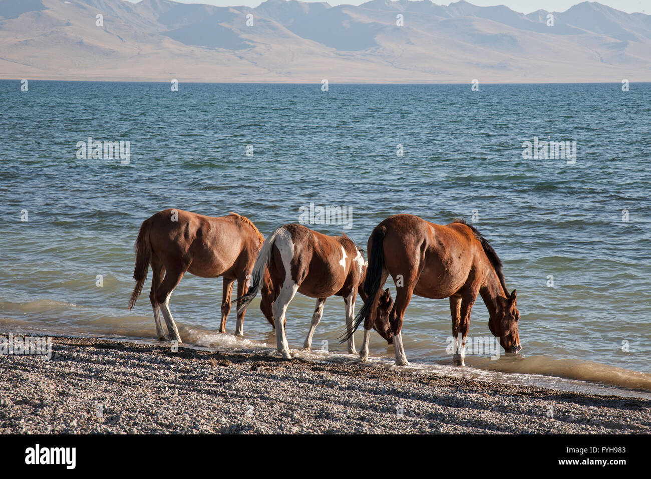 I cavalli sulla riva del lago di Issyk-Kul in Kirghizistan. Issyk-Kul è il decimo lago più grande del mondo, la seconda più grande di soluzione salina. Foto Stock