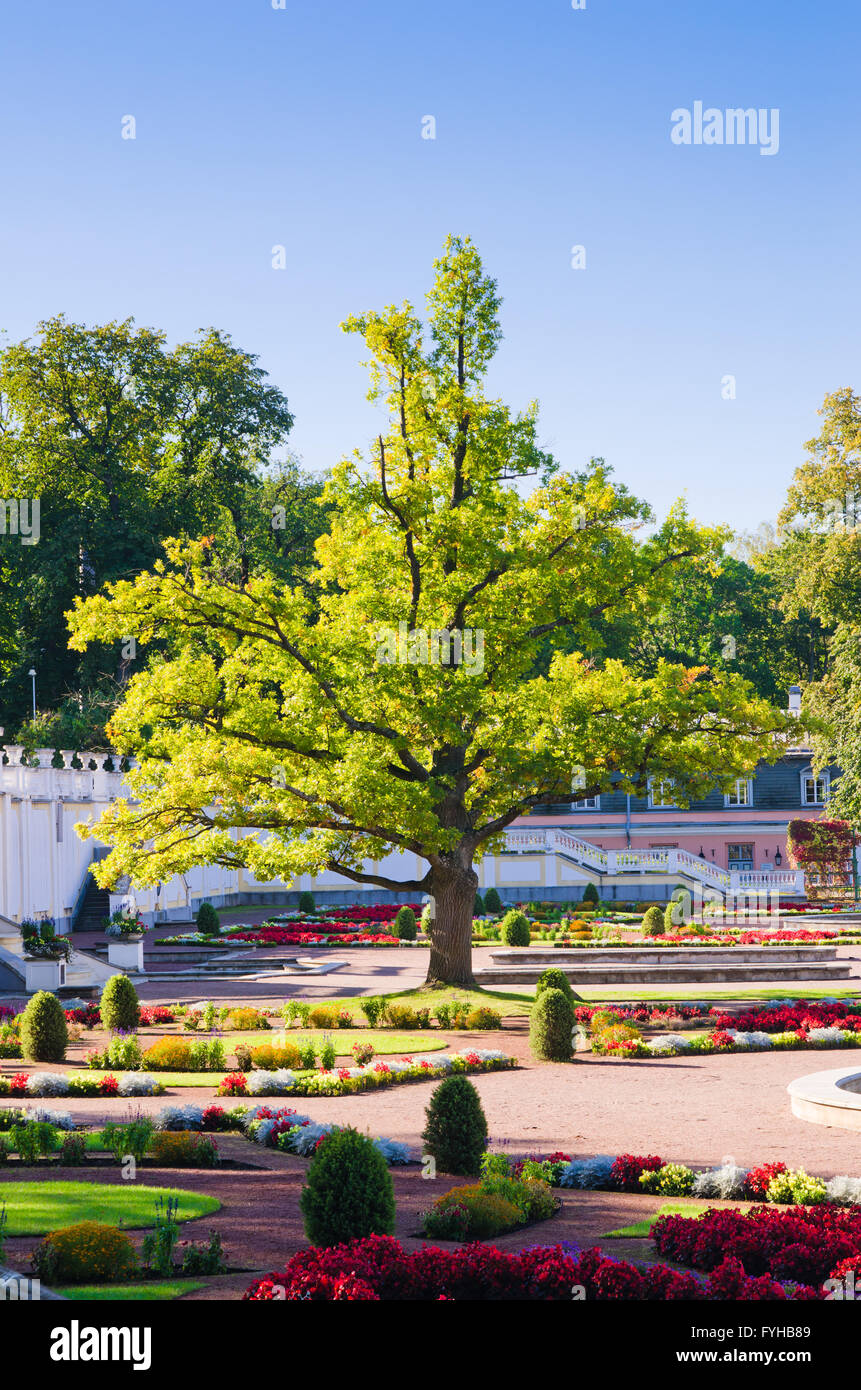 Oak di tempi di grande Pietro nel parco Kadriorg. Tallinn Foto Stock