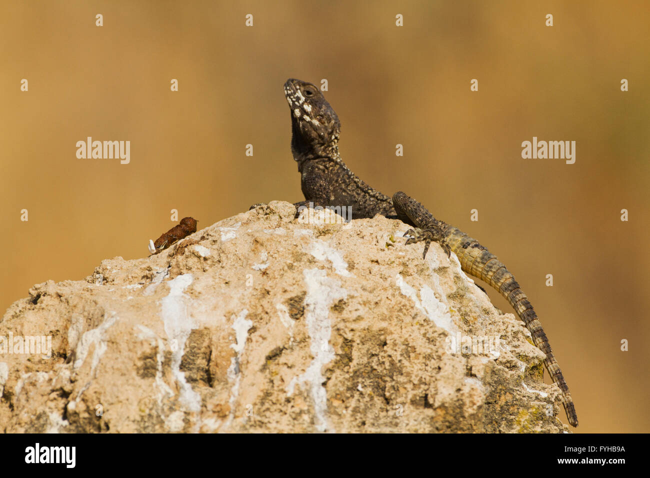 Laudakia stellio, Rock Agama crogiolarsi al sole su una roccia, Israele Foto Stock