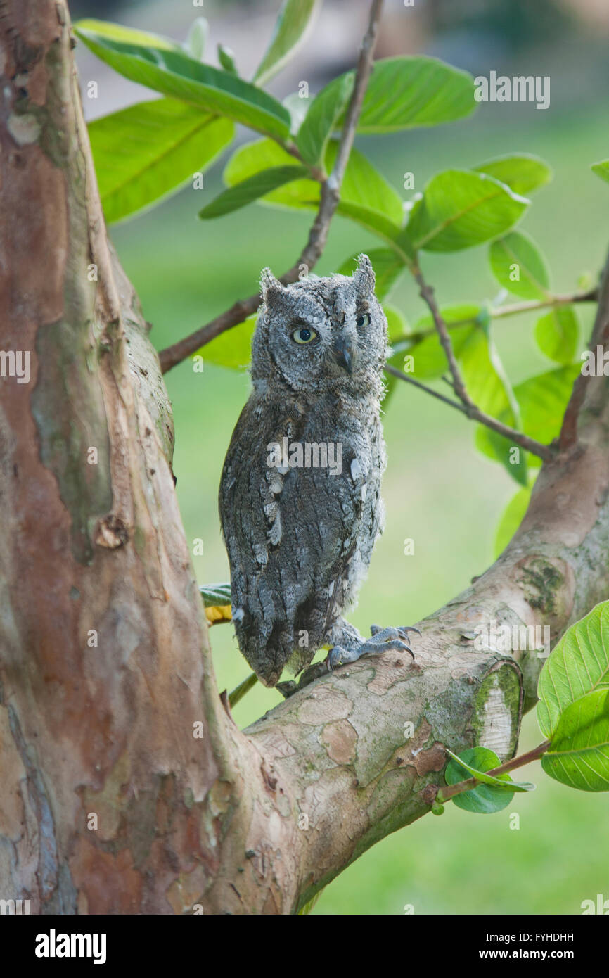 Unione Assiolo (Otus scops) su un albero, valle di Hefer, Israele Foto Stock