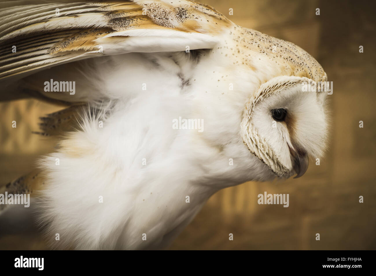 Il gufo ritratto, il gufo reale, il concetto della fauna selvatica Foto Stock