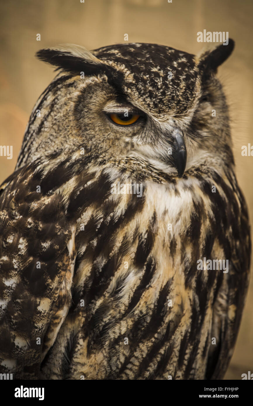 Il gufo ritratto, il gufo reale, il concetto della fauna selvatica Foto Stock