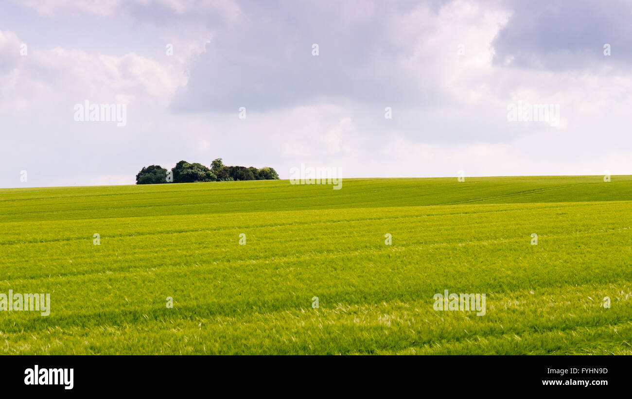 Un piccolo bosco ceduo o grumi di alberi al centro di un ampio campo di seminativi. Foto Stock