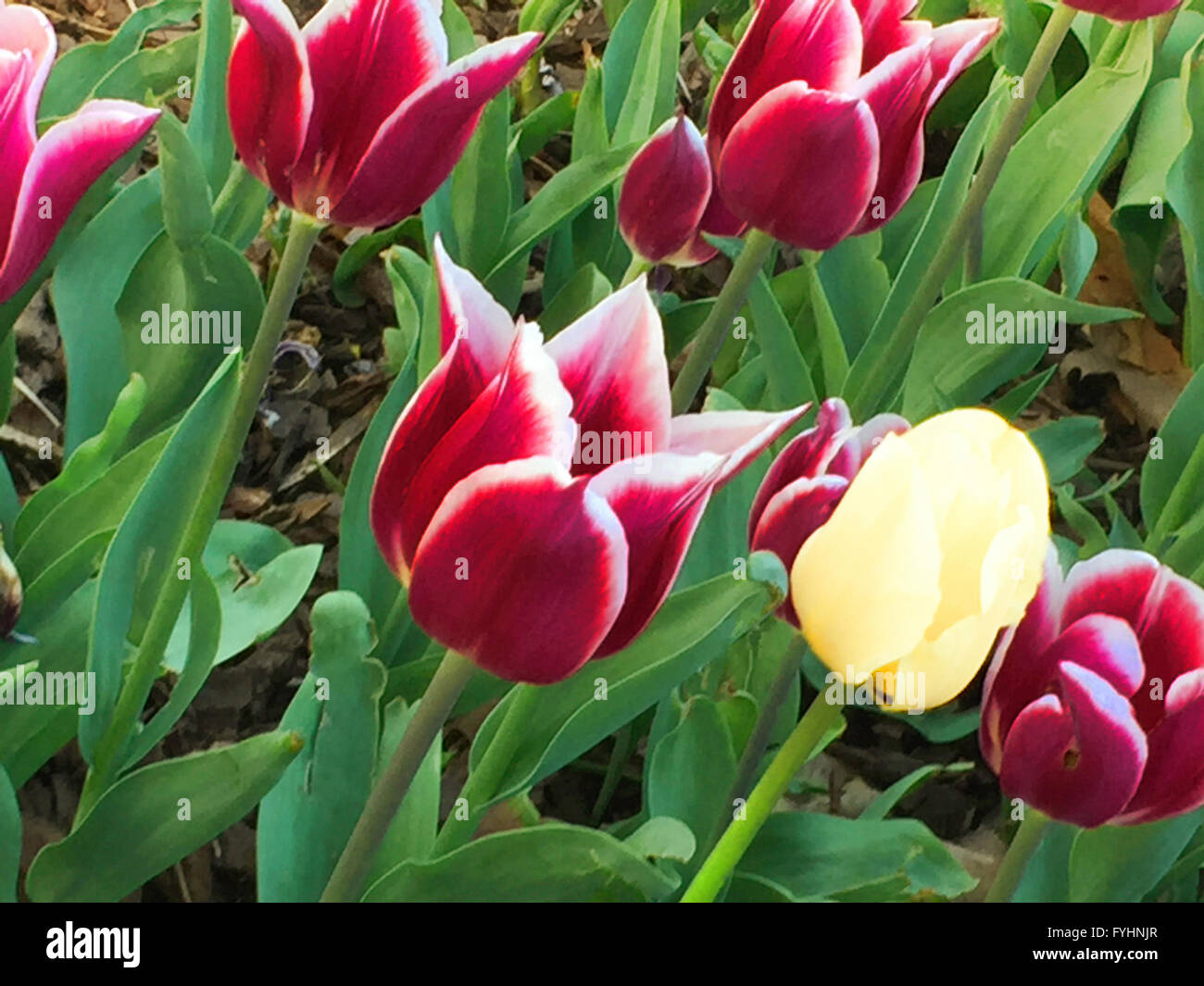 Tulipani colorati in primavera, STATI UNITI D'AMERICA Foto Stock