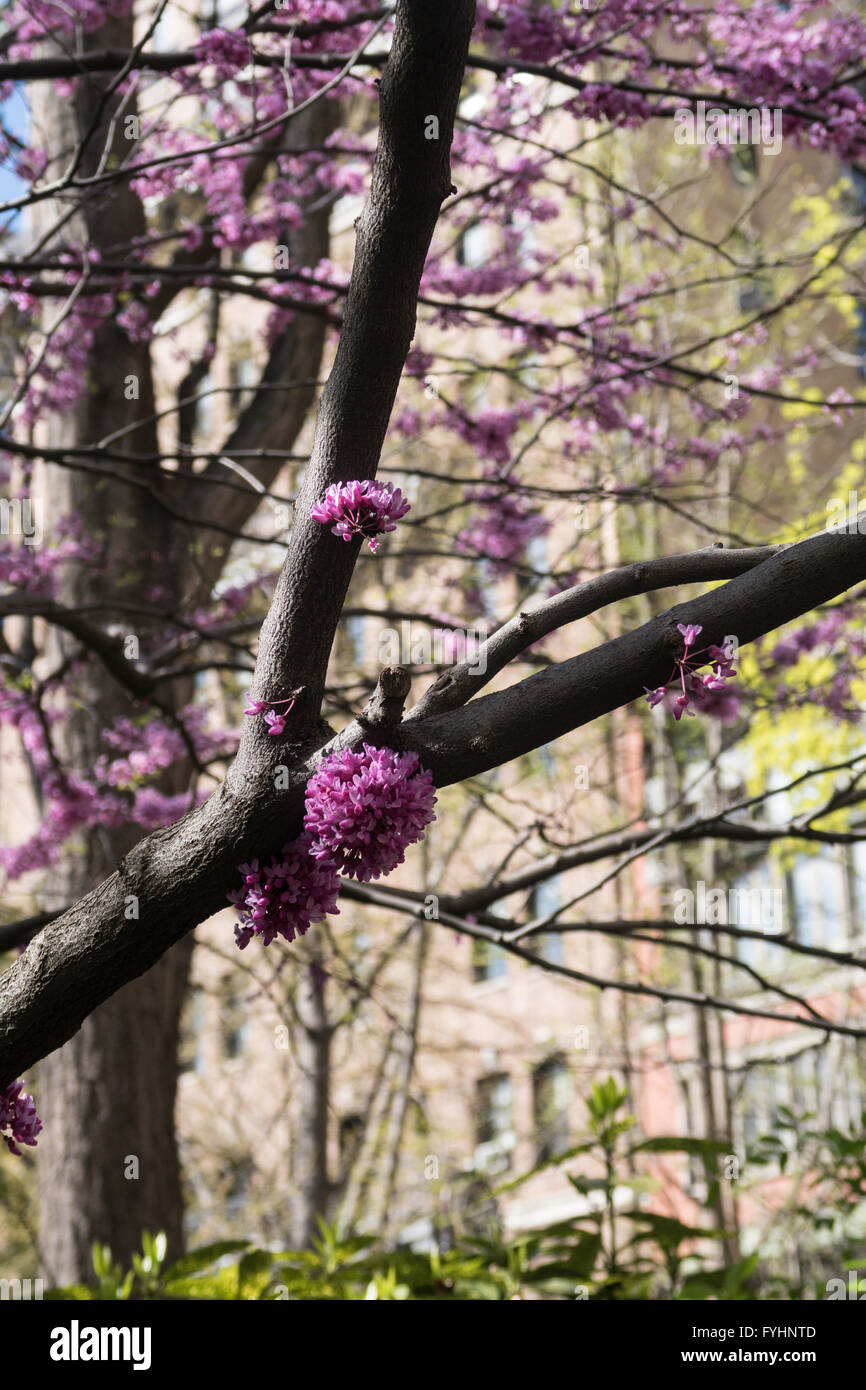 Primavera a Gramercy Park, New York, Stati Uniti d'America Foto Stock