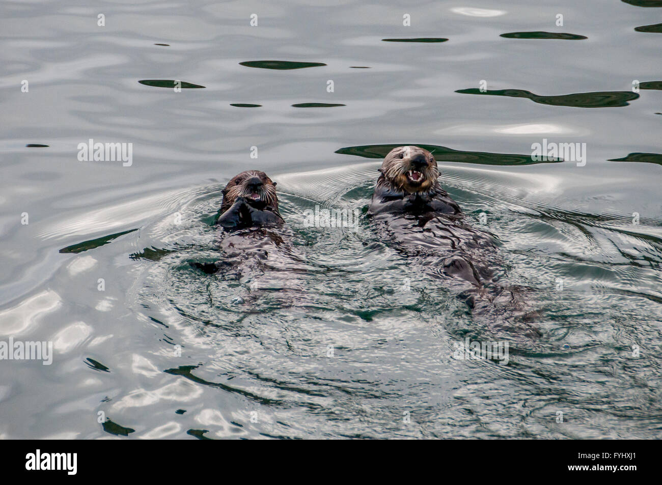 Due California le lontre marine sembrano ridere e sorridere in acqua di Morro Bay, California; ridere sorridere le lontre marine giocare. Foto Stock