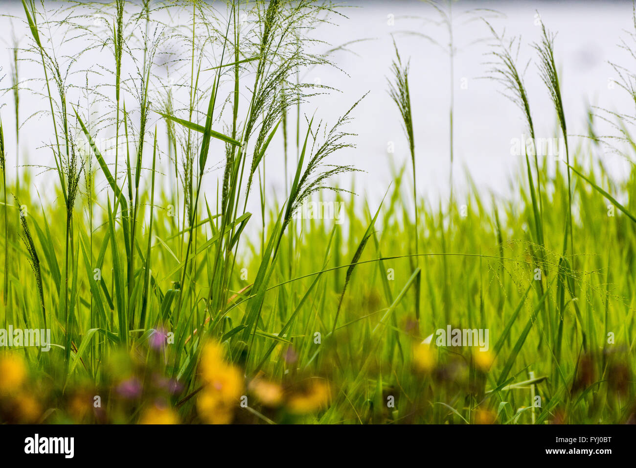 Fiori ed erba verde in un bel paesaggio. Foto Stock