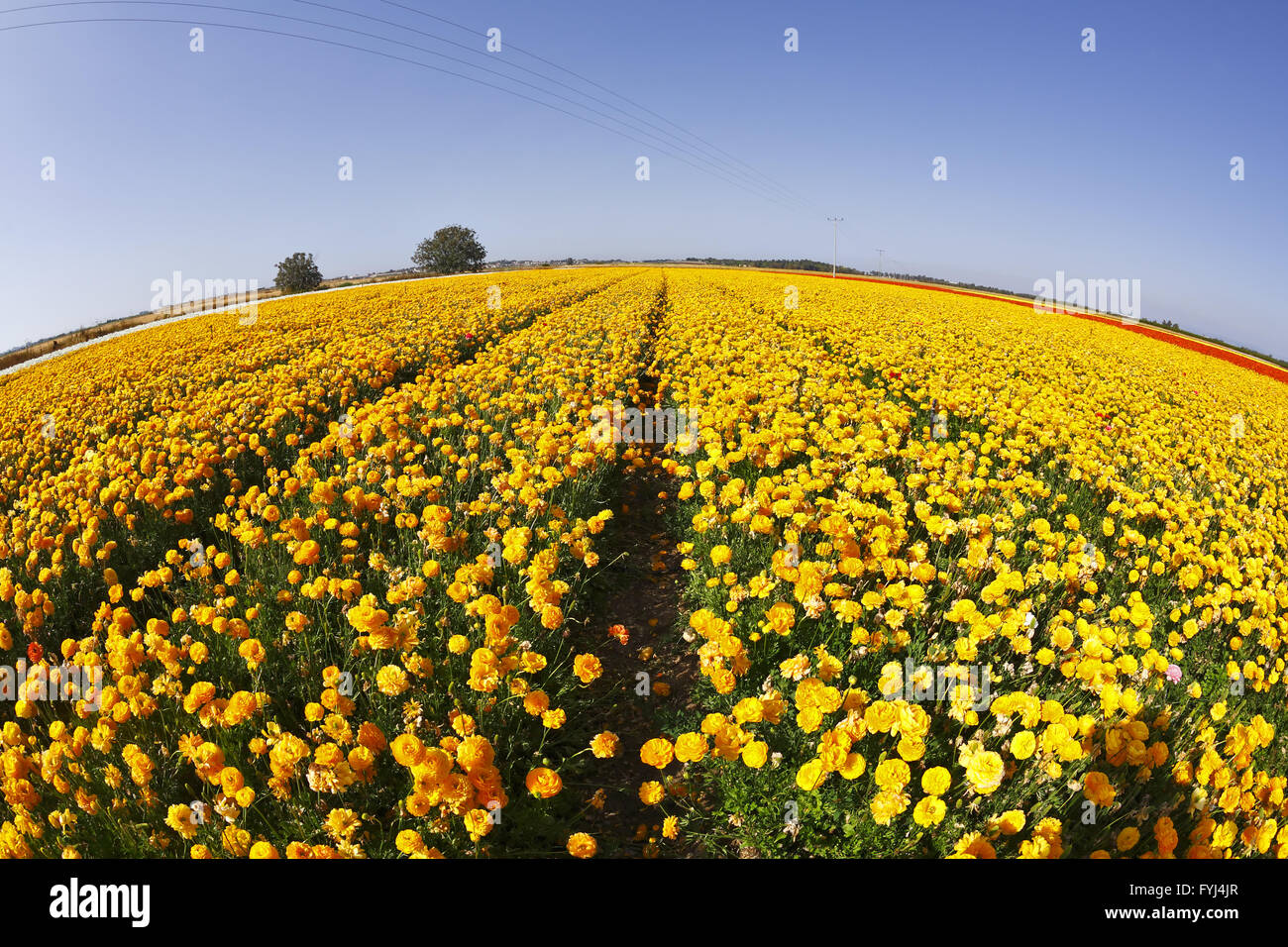 Magnifico campo di giallo e arancione renoncules Foto Stock
