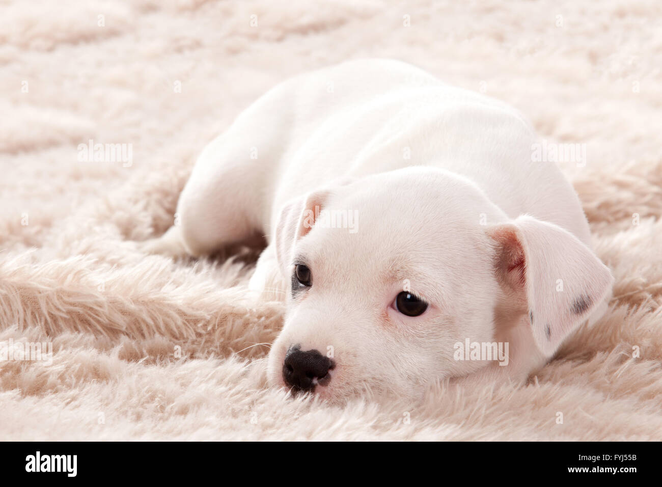 Puppie prende un po' di sonno Foto Stock