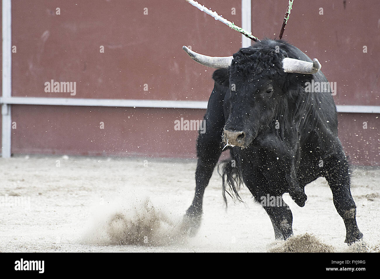 La corrida. Lotta al toro immagine dalla Spagna. Toro nero Foto Stock