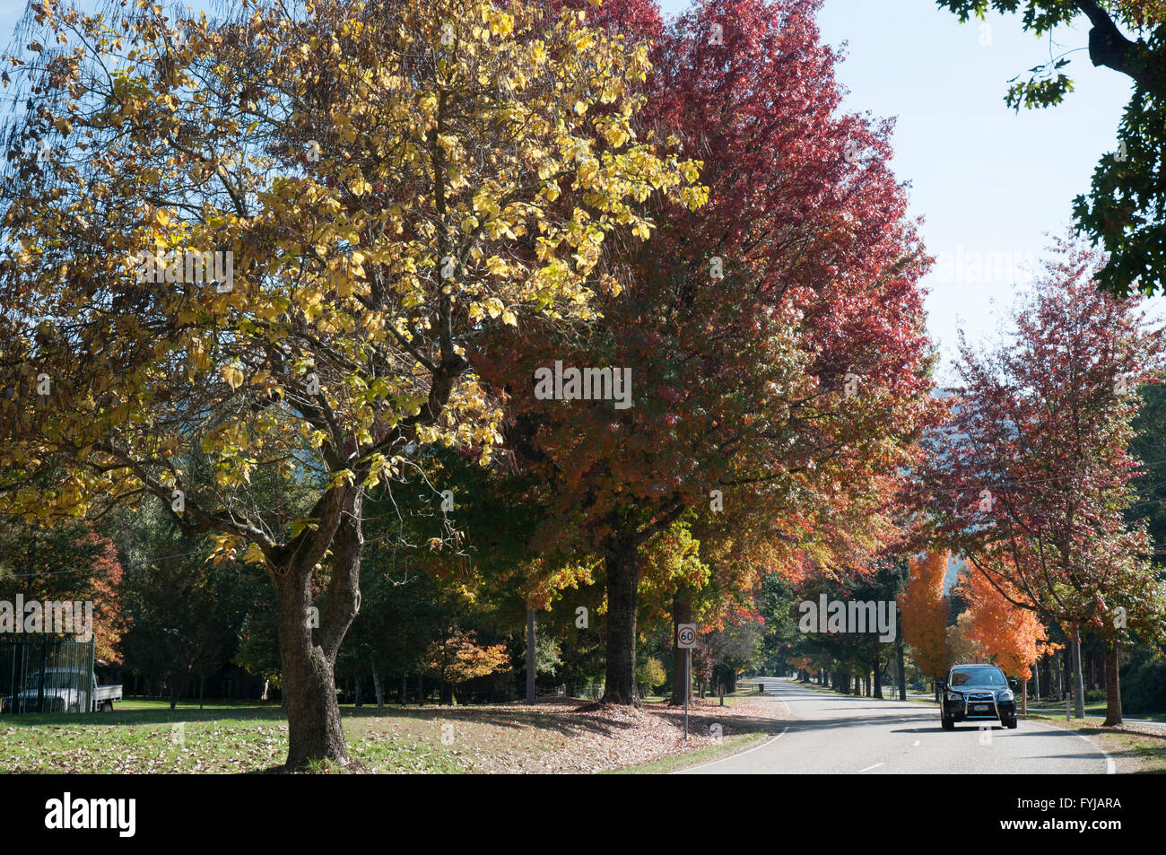 I colori autunnali a Harrietville sulla grande strada alpina percorso touring, a nord-est di Victoria, Australia Foto Stock