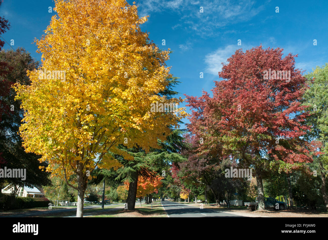 I colori autunnali a Harrietville sulla grande strada alpina percorso touring, a nord-est di Victoria, Australia Foto Stock