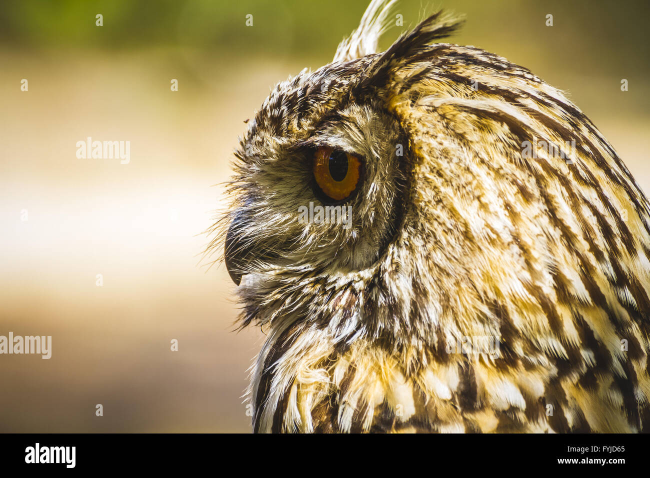 Guarda, bella owl con occhi intensi e uno splendido piumaggio Foto Stock