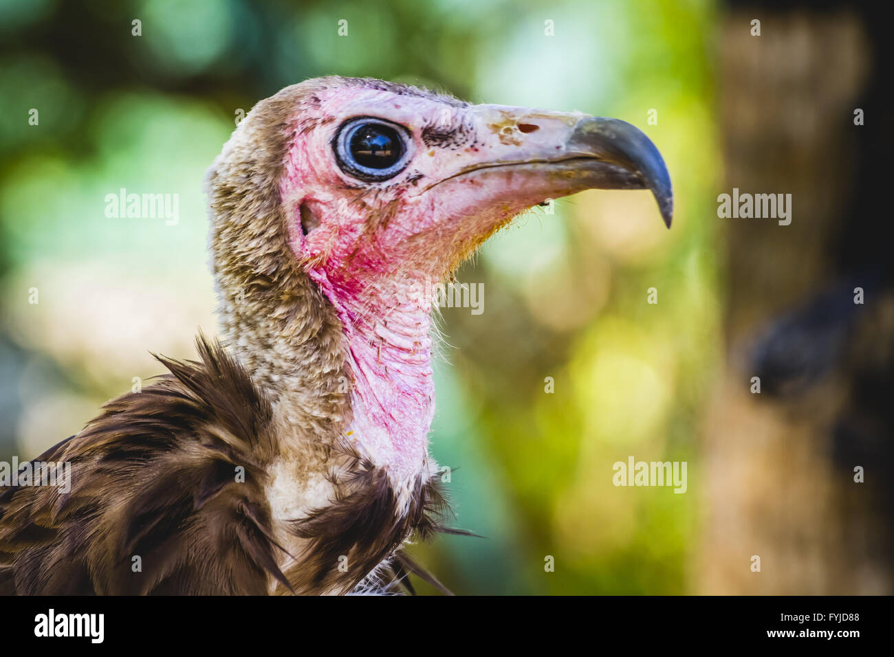 Vulture scavenger di dettaglio testa con grande becco e sguardo intenso Foto Stock