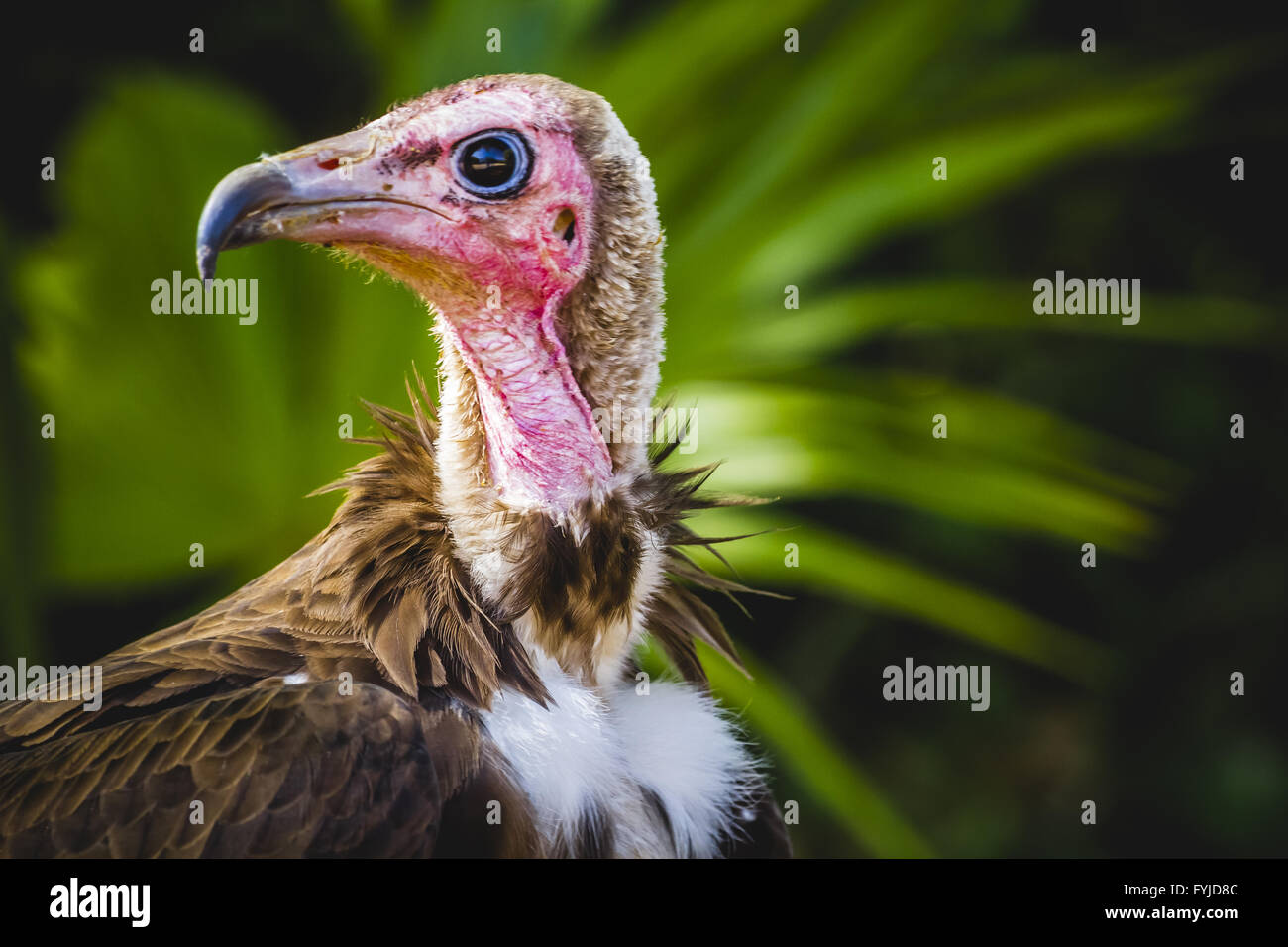 Vulture scavenger di dettaglio testa con grande becco e sguardo intenso Foto Stock
