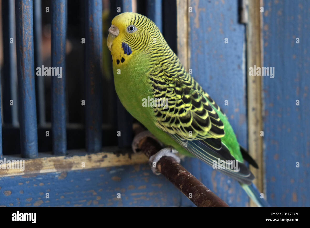 Budgie giallo-verde Foto Stock