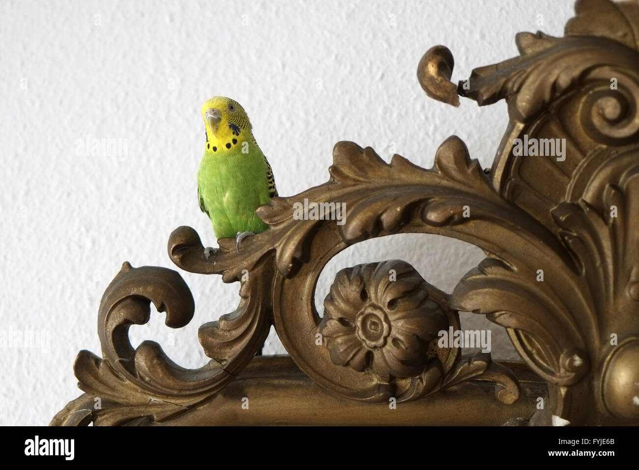 Budgie giallo-verde Foto Stock