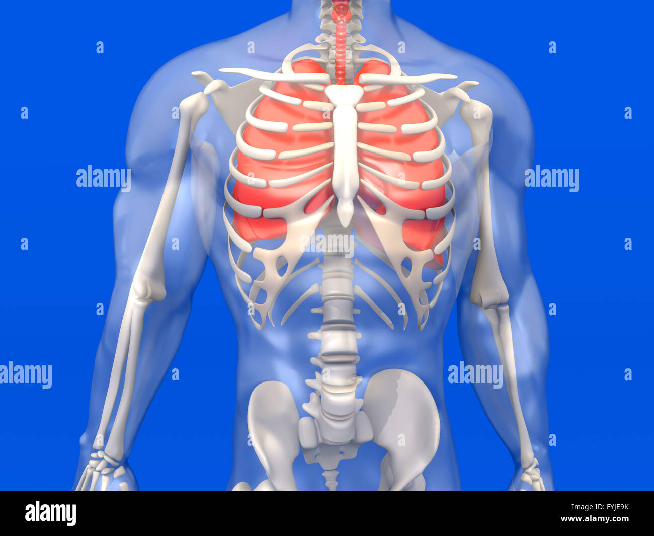 Anatomia umana visualization - i polmoni in un semi-corpo trasparente Foto Stock