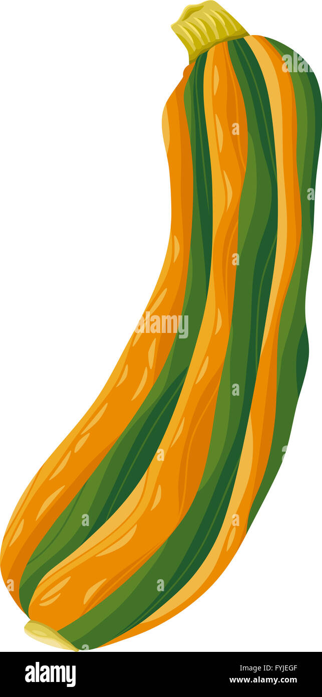 Zucchine Ortaggi illustrazione cartoon Foto Stock