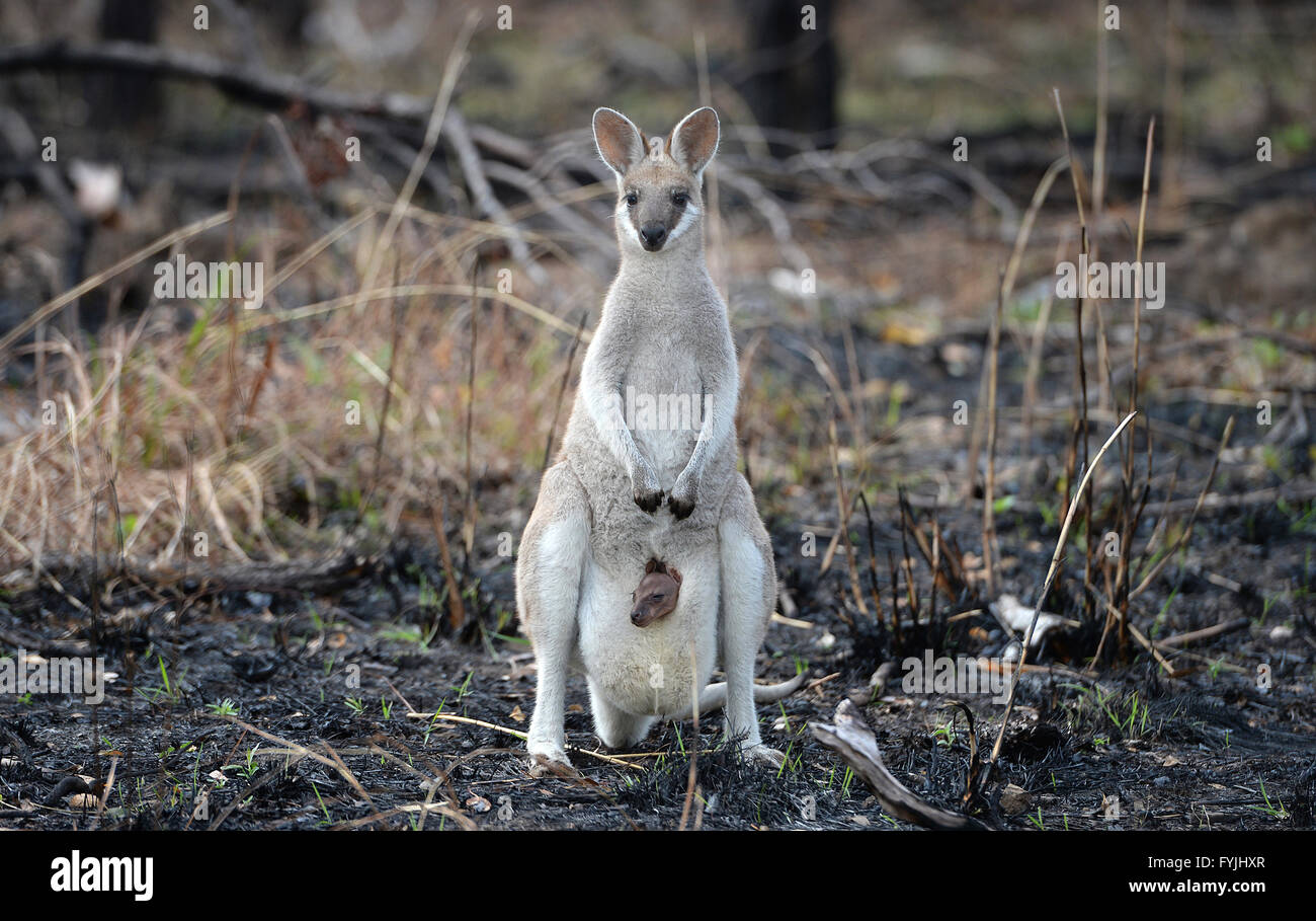 Un whiptail wallaby, macropus parryi, canguro con un bambino joey nella sua sacca in piedi in recentemente bruciata outback australiano bush Foto Stock