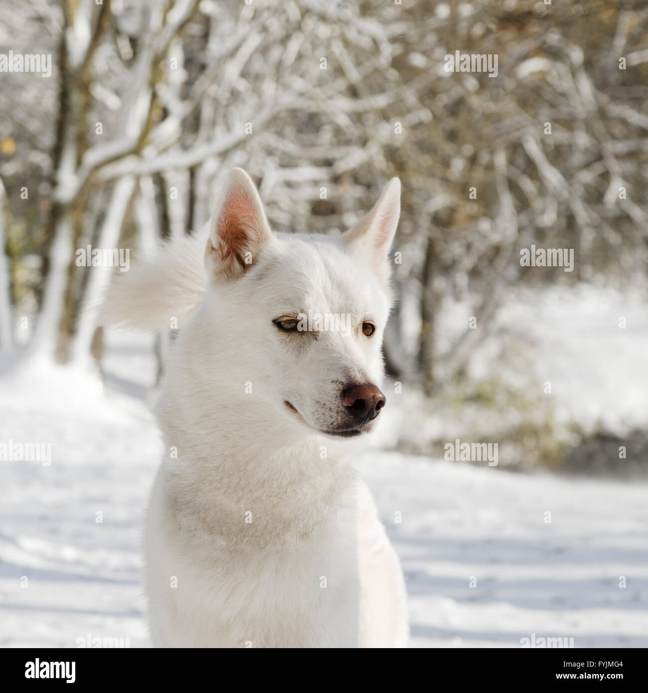 Ritratto di un cane husky in inverno, Close-up Foto Stock
