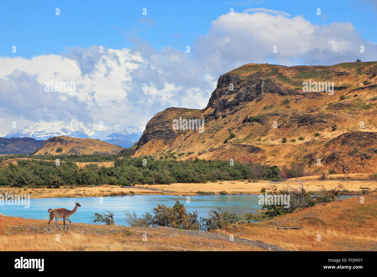 Il grazioso wild guanaco sulla riva del fiume Foto Stock