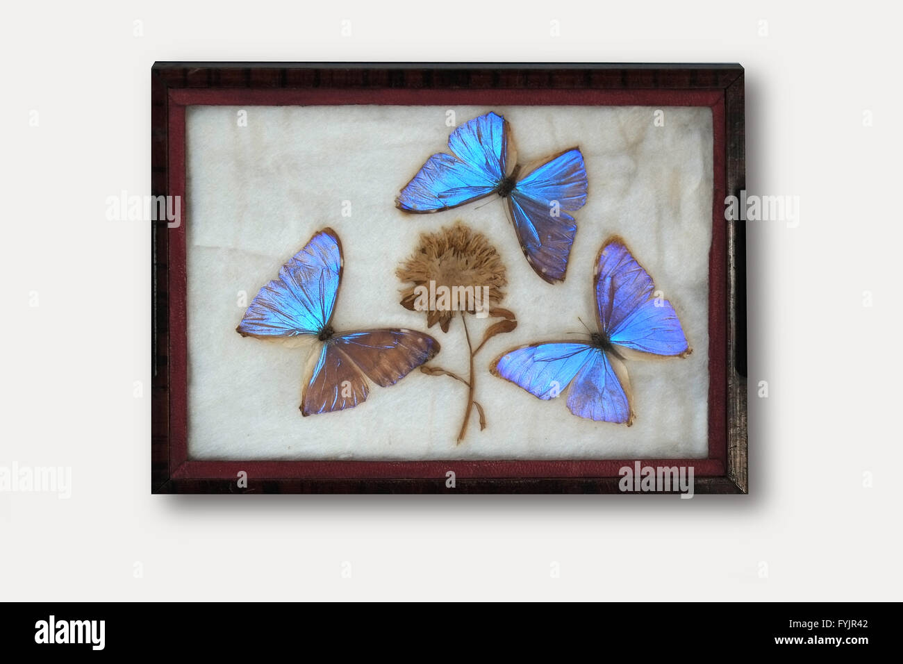 Butterfly, Morpho Foto Stock