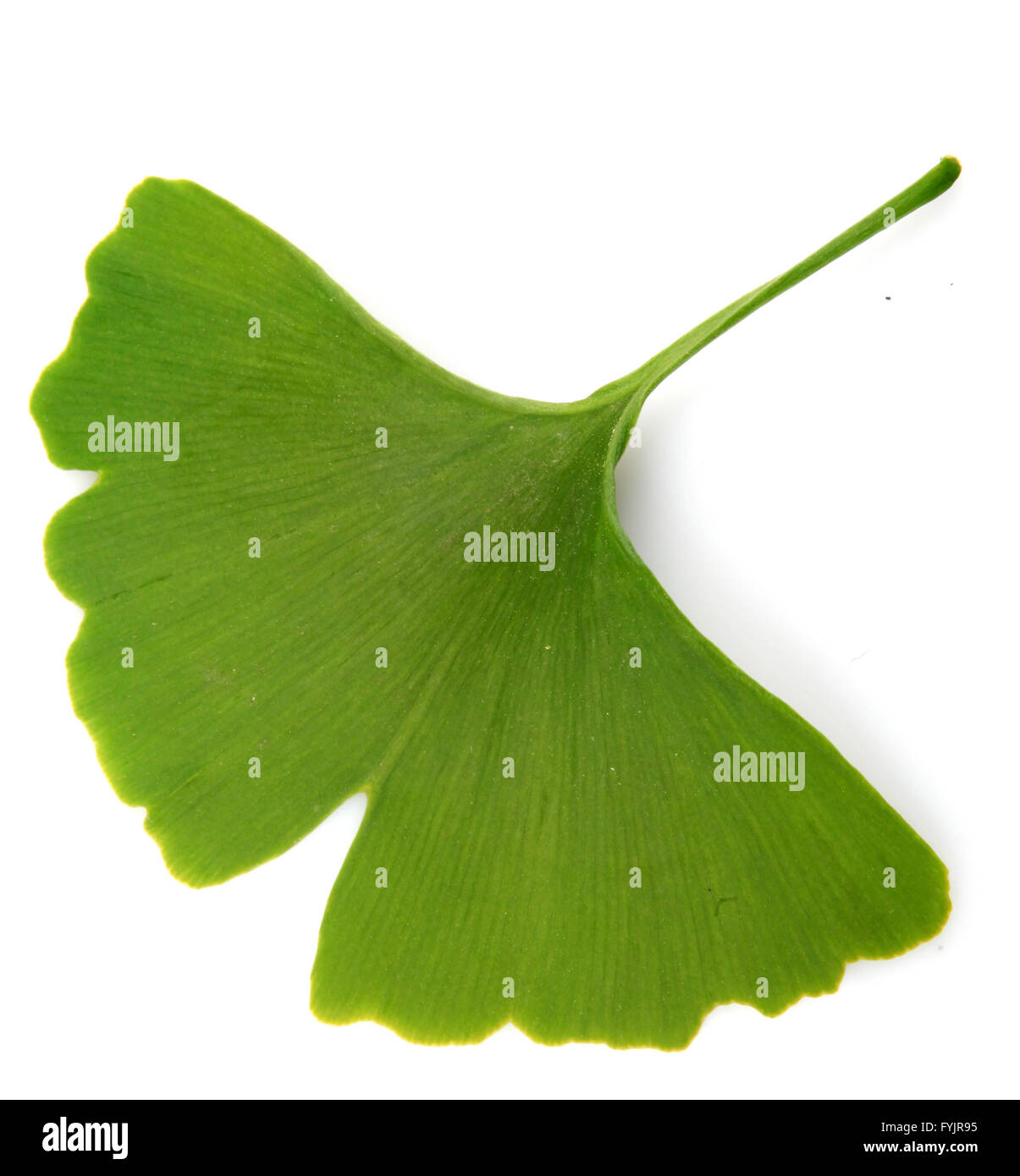 Green ginkgo biloba isolati su sfondo bianco Foto Stock