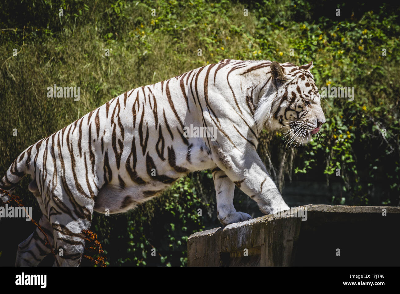 Potente e bellissima tigre bianca in appoggio al sole Foto Stock
