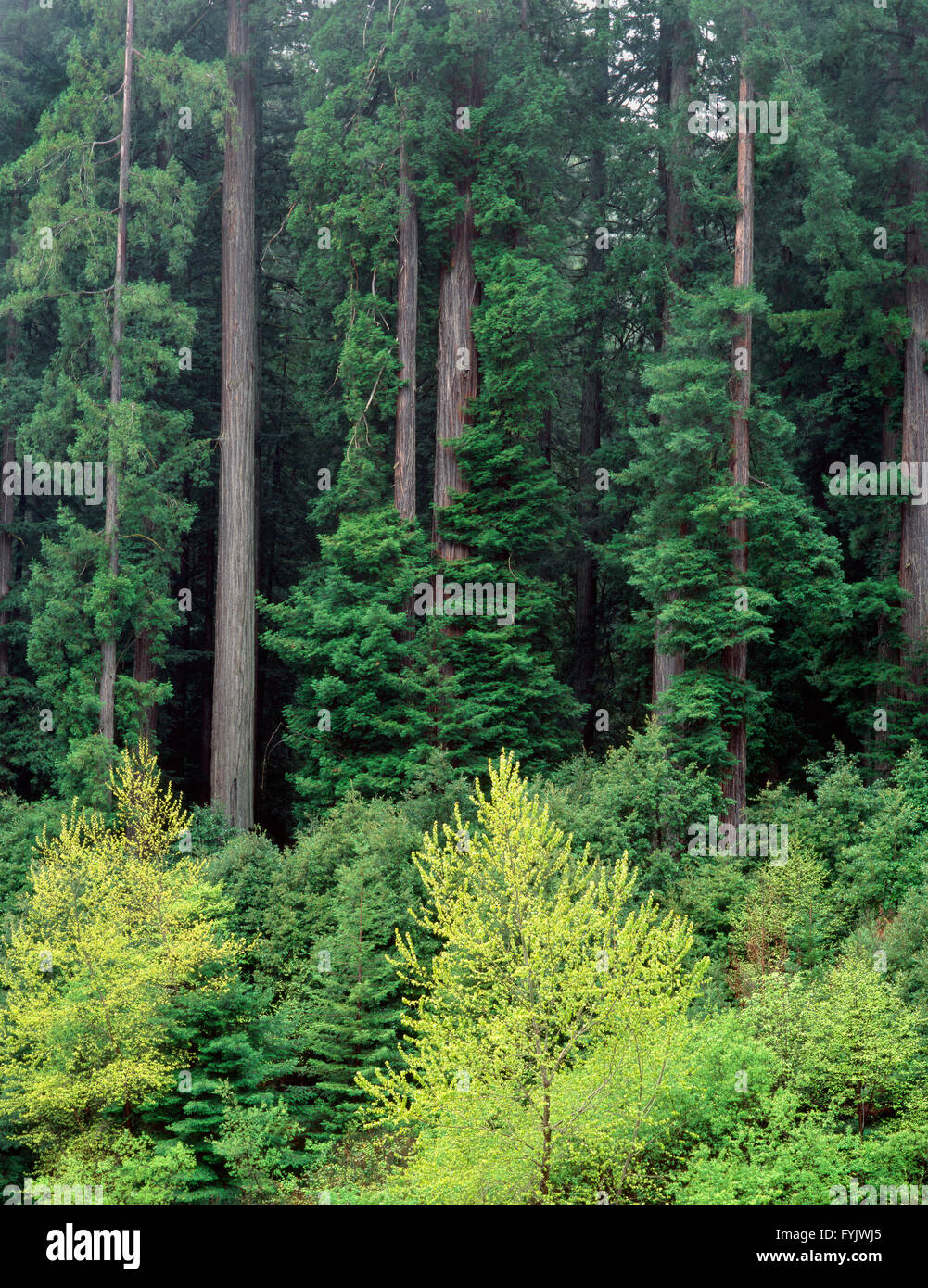 Stati Uniti, California, Humboldt Redwoods State Park, il boschetto di redwoods torre al di sopra della molla ontani fresco ed Aceri e nel sottobosco. Foto Stock