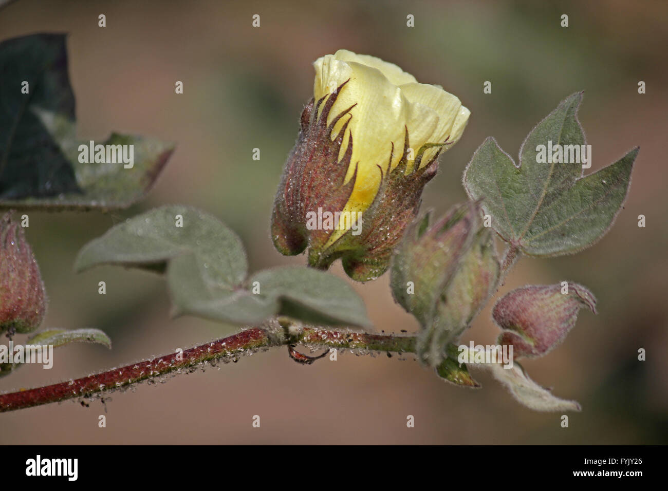 Campo di cotone, cotone fiore Foto Stock
