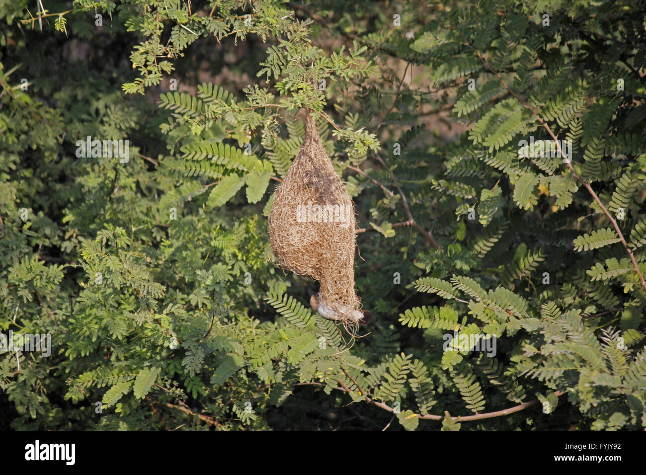 Nidi di uccelli tessitore. Foto Stock