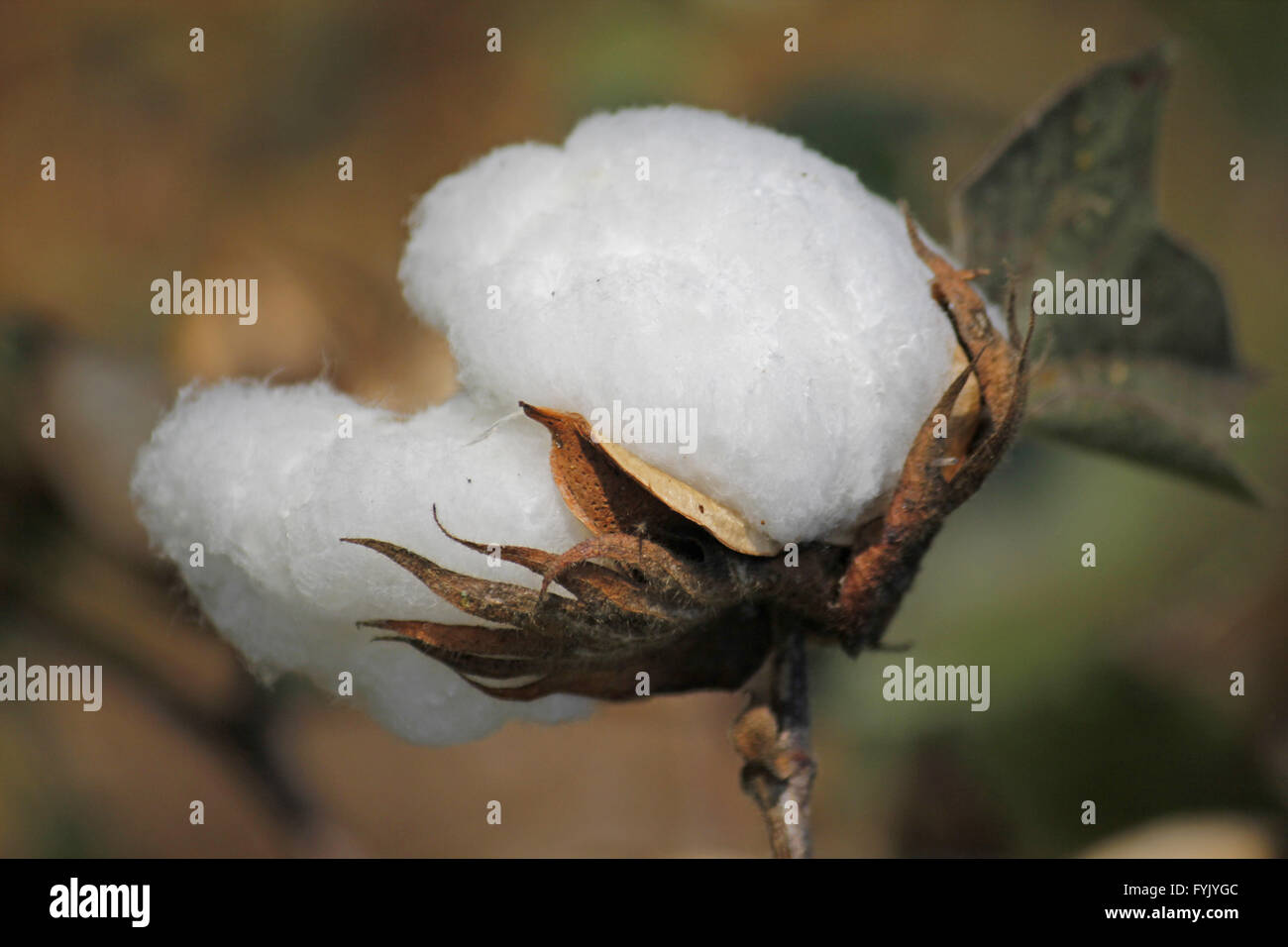 Campo di cotone, Boll pronto per il raccolto Foto Stock