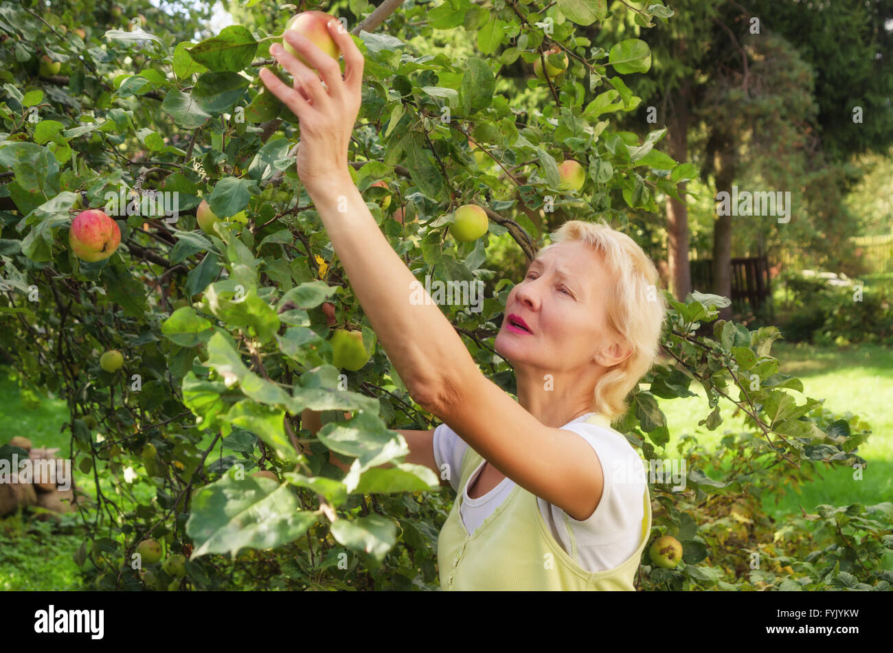 Ritratto di una donna raccogliendo mele in giardino Foto Stock