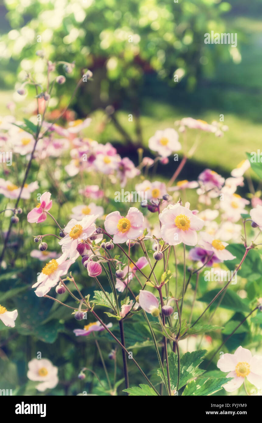 Anemone japonica fiori, illuminate dalla luce del sole in giardino. Foto Stock