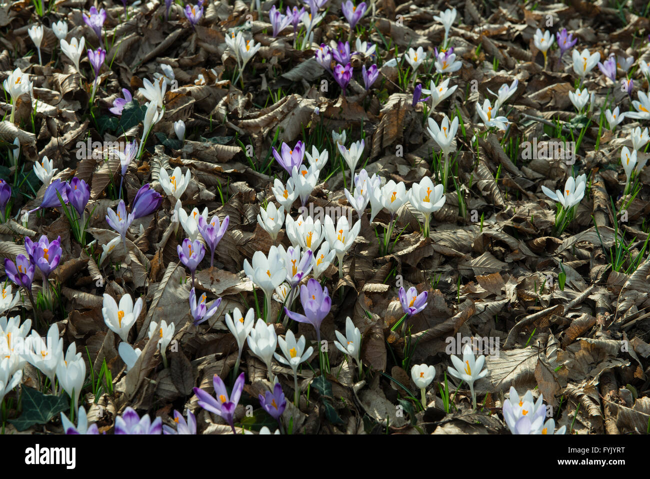 Bucaneve in fiore nel tardo inverno nel Parco Foto Stock
