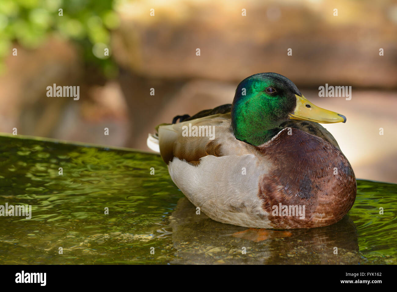 Strizzare gli occhi alla fotocamera, testa verde Mallard duck galleggianti in calma stagno Foto Stock