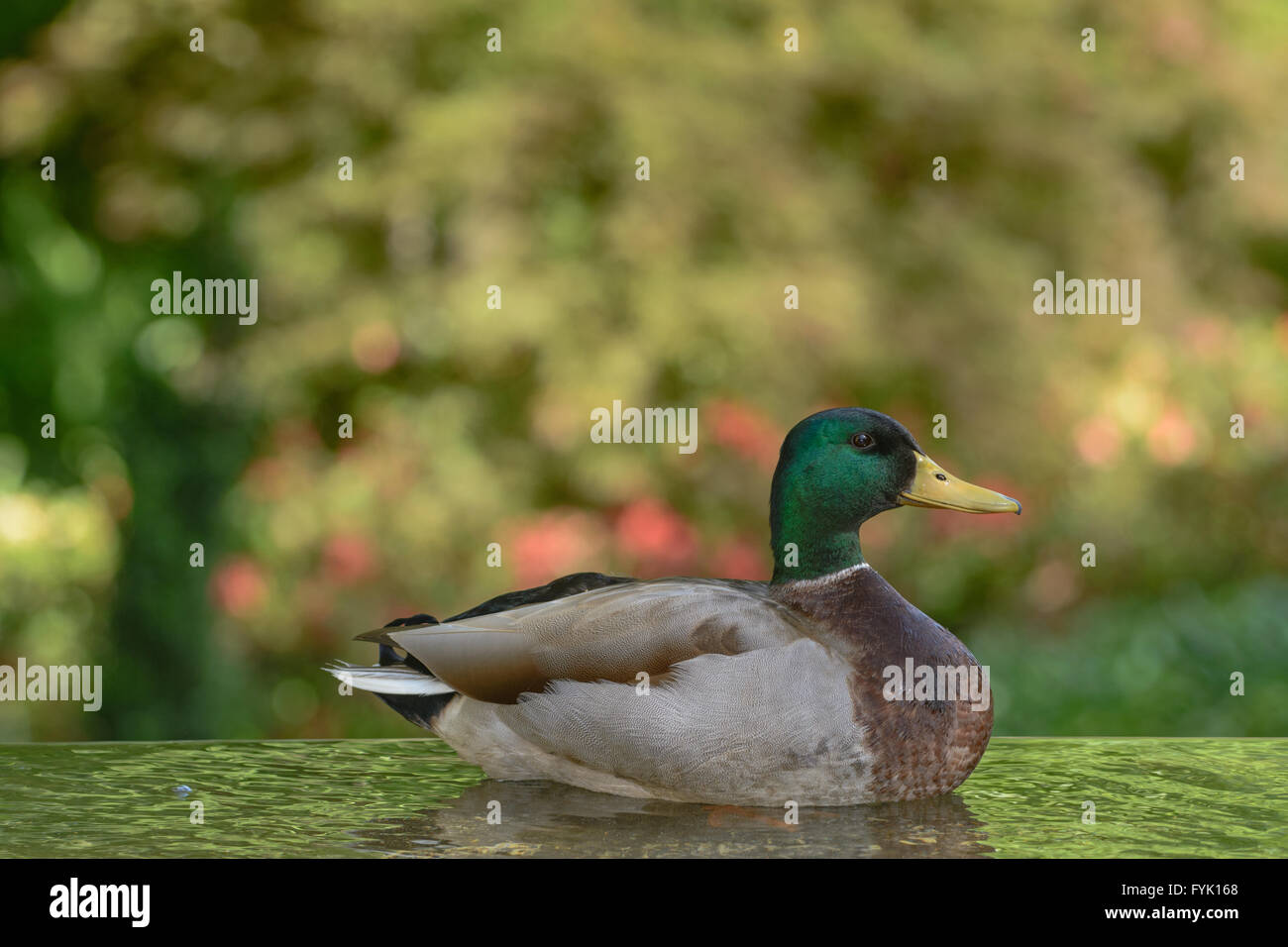 Maschio di Mallard duck galleggiante sul laghetto, testa alta Foto Stock