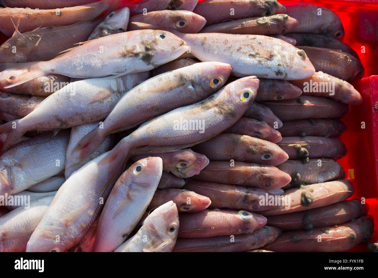 Il cesto di pesce sulla lunga spiaggia Hai sono oggetto di pratiche di dumping in mare. Foto Stock