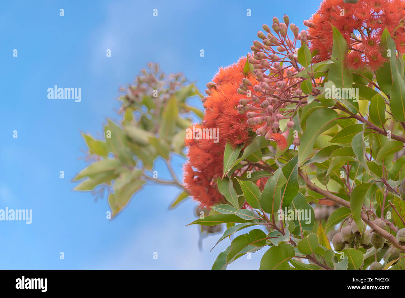 Vista ravvicinata di un mazzo di fiori di colore rosso e verde delle foglie contro il cielo blu sullo sfondo Foto Stock