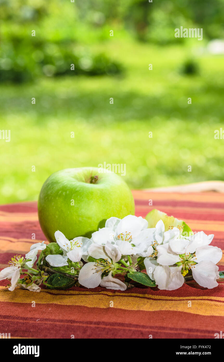 Verde mela con un ramo di una fioritura del melo Foto Stock