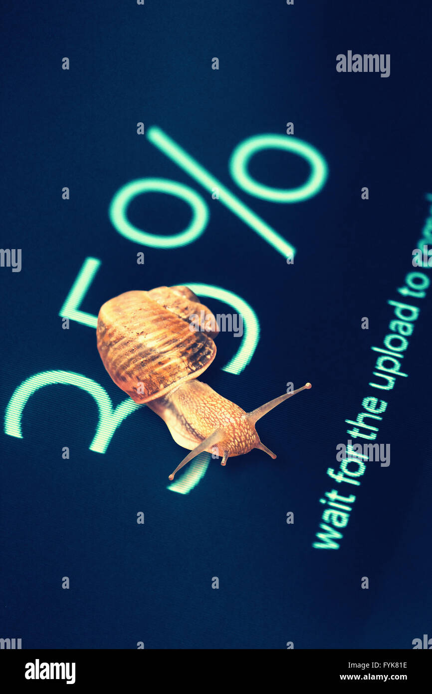 Lumaca sullo schermo del computer 35% dati completata Foto Stock