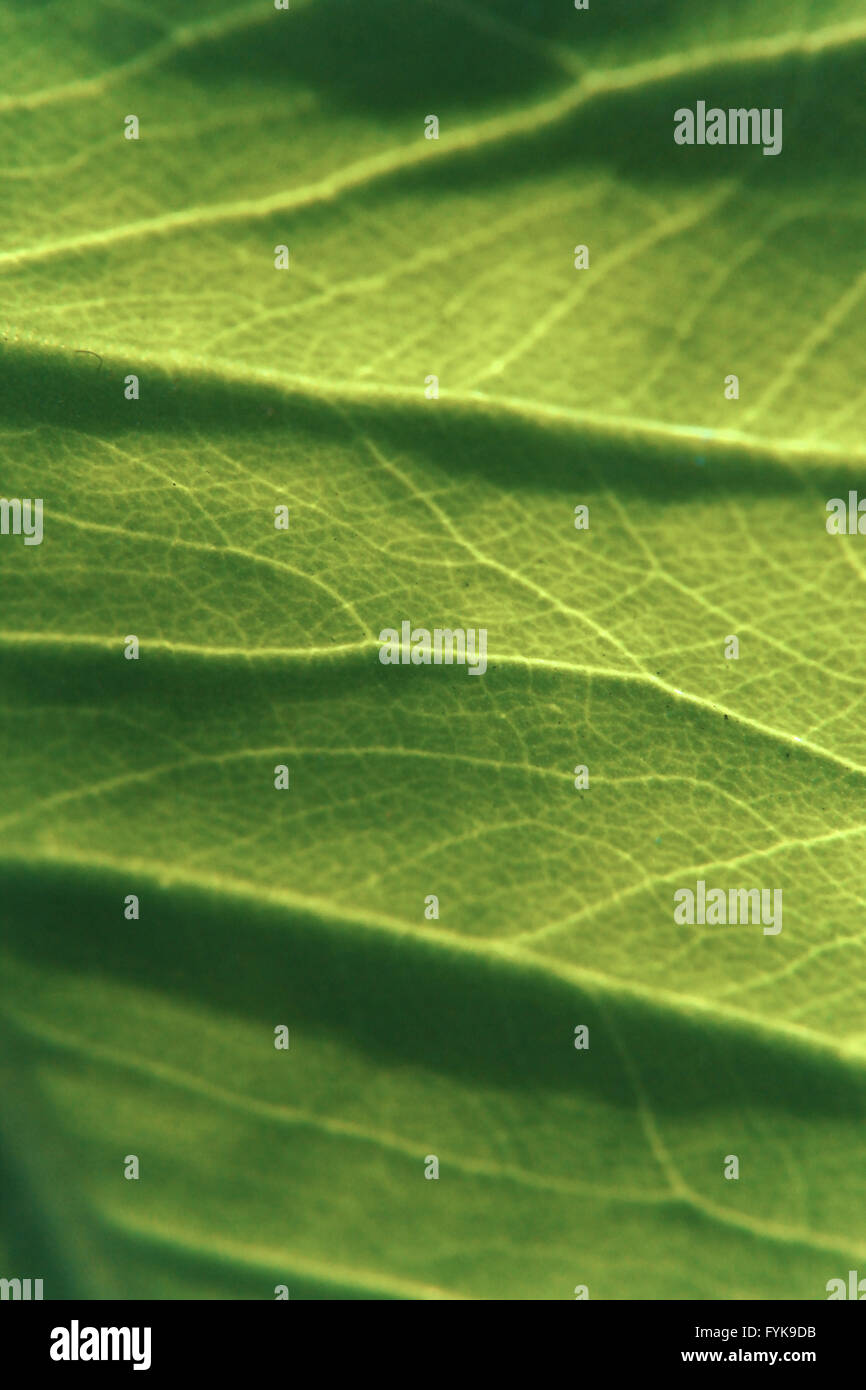 Primo piano di foglie di taro, Colocasia esculenta Foto Stock