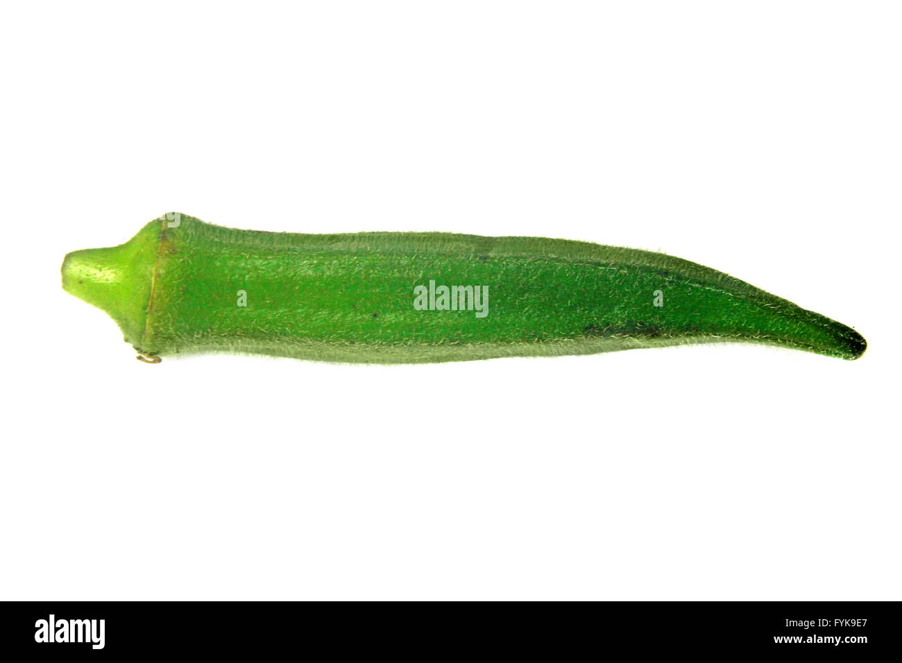 Abelmoschus esculentus, Lady dito Foto Stock