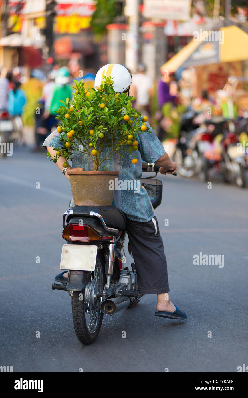Il vietnamita motociclista con kumquat tree Foto Stock