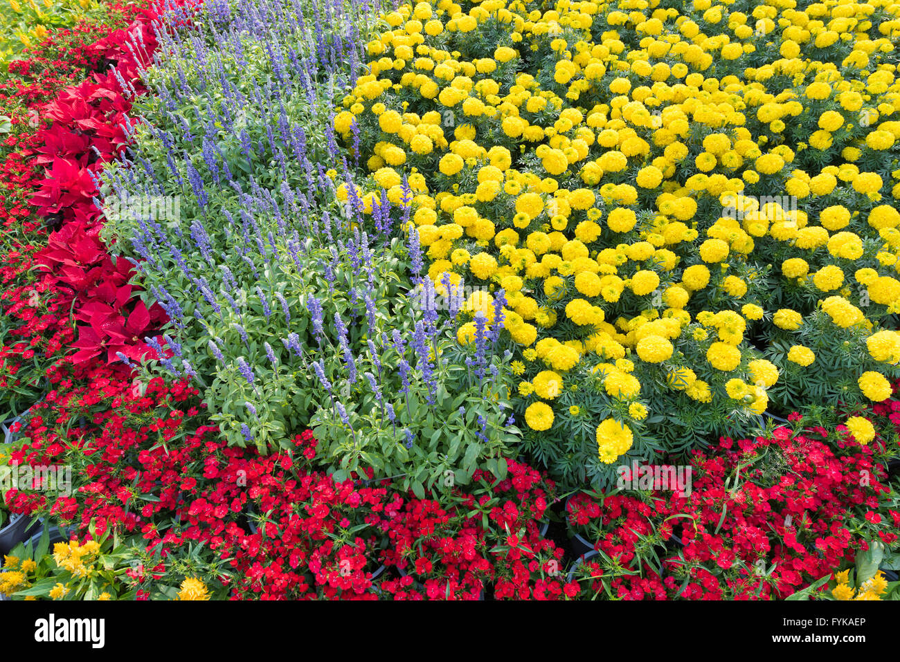Aiuola con fiori rossi e gialli Foto Stock