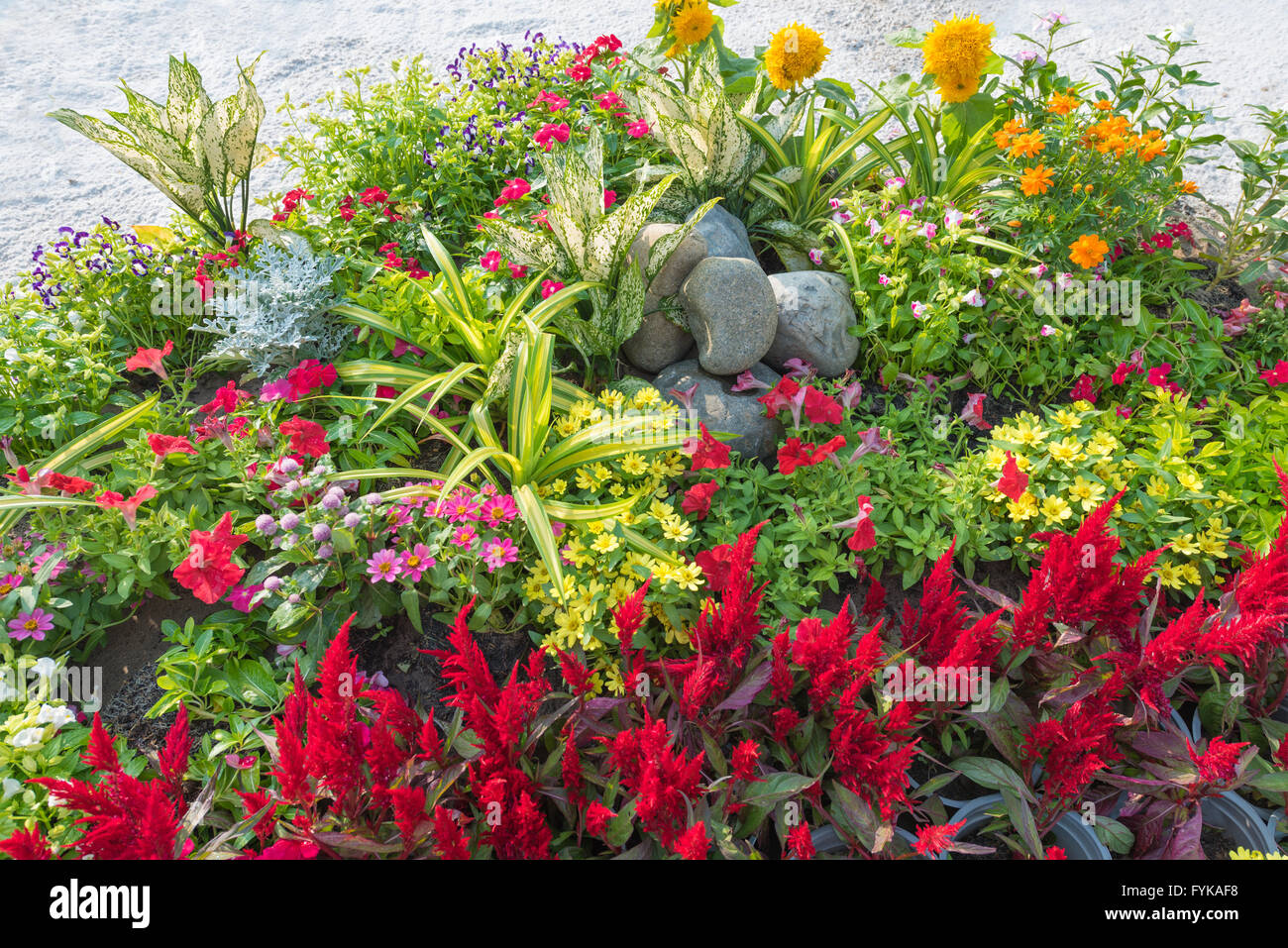 Aiuola di fiori colorati Foto Stock