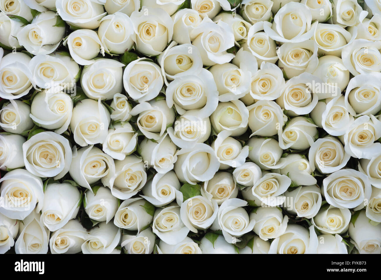 Rose bianche sullo sfondo Foto Stock