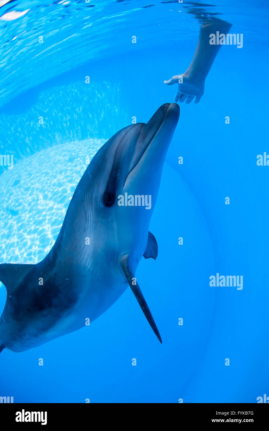 Nuota con i delfini sotto l'acqua Foto Stock